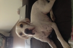 Chien