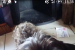 Chien