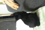 Chien
