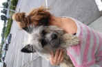 Chien