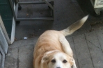 Chien
