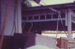 Chien