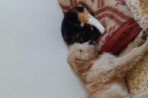 Chien