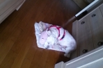 Chien