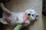 Chien