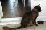 Chien