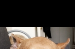 Chien