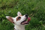 Chien