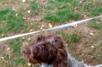 Chien