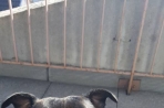 Chien
