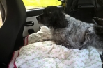 Chien