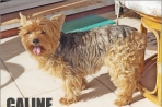 Chien