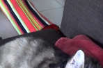 Chien