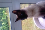 Chien