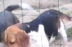 Chien