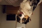Chien