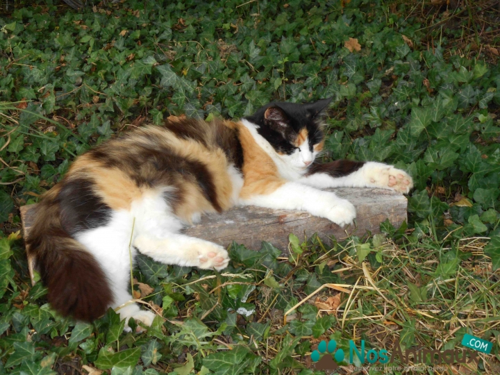 Chat hautes alpes