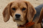 Chien