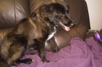 Chien