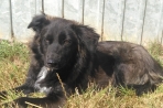 Chien