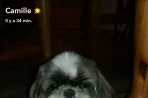 Chien
