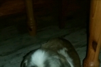 Chien