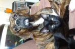 Chien