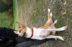 Chien