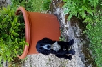 Chien