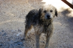 Chien