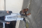 Chien