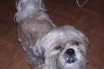 Chien
