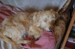 Chien