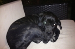 Chien