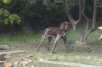 Chien