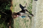 Chien