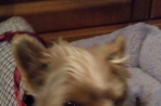 Chien