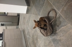 Chien