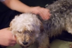 Chien