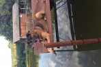 Chien