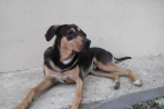 Chien
