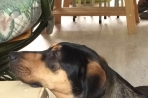 Chien