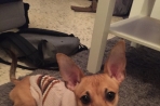 Chien
