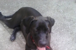 Chien