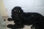 Chien