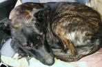 Chien