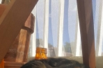 Chien