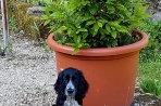 Chien