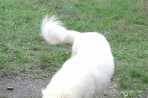 Chien