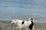 Chien
